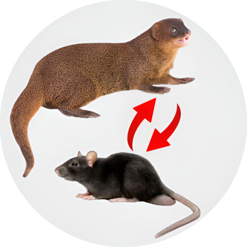 Alolan Raticate Black Rat Small Indian Mongoose