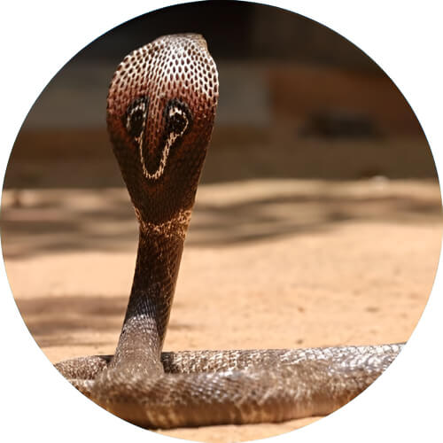 Arbok Indian cobra design