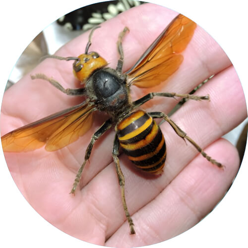 Beedrill Asian giant hornet design