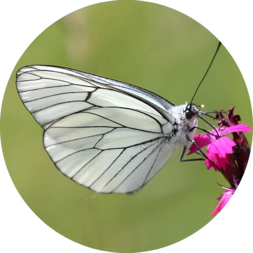 Butterfree Aporia crataegi design