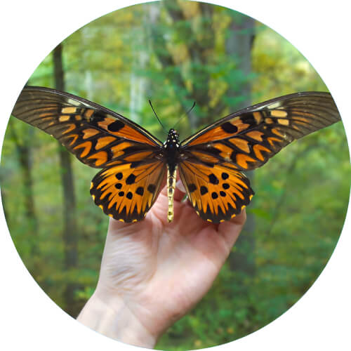 Butterfree Papilio antimachus design