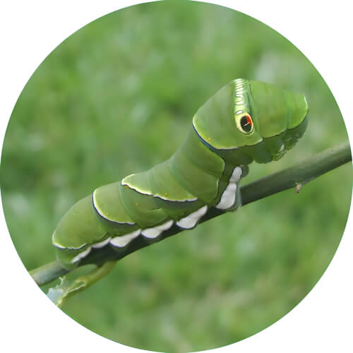 Caterpie Papilio xuthus design