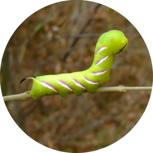 Caterpie Sphingidae design