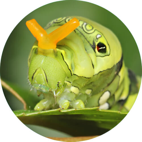 Caterpie osmeterium design