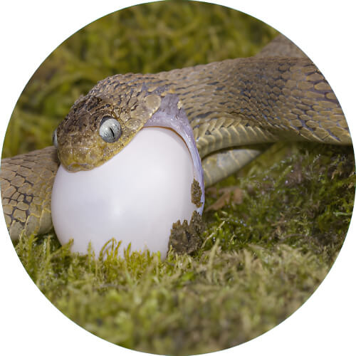 Ekans Dasypeltis design