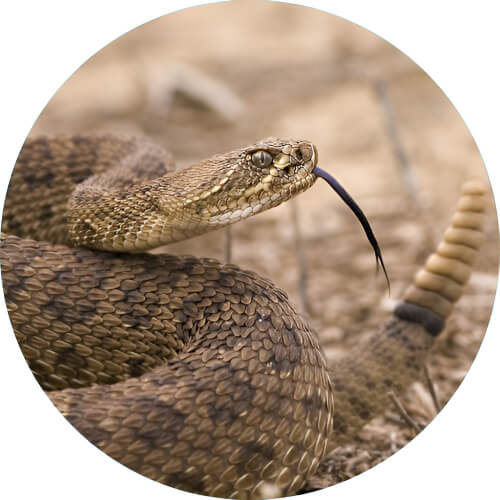 Ekans Rattlesnake design