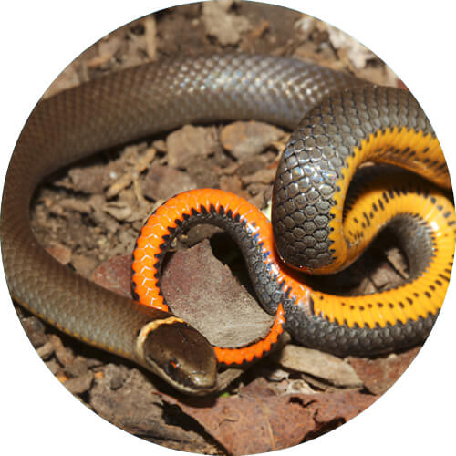 Ekans Ring-necked snake design