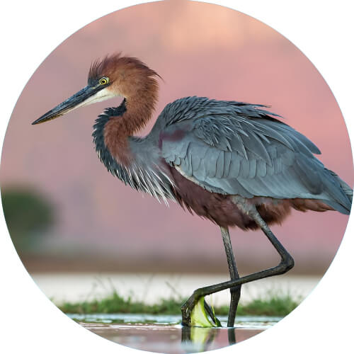 Fearow Ardea goliath design