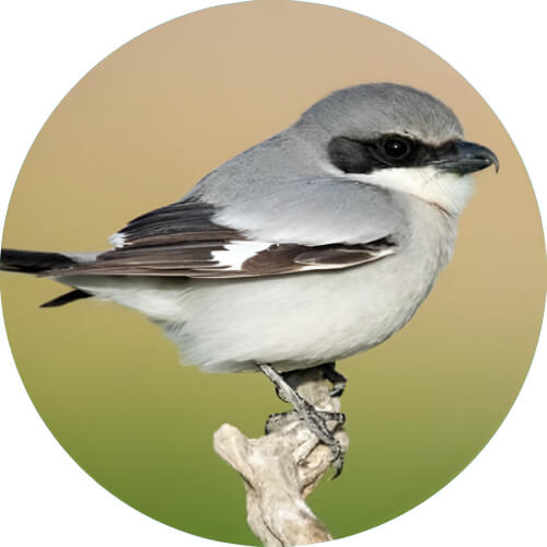 Fearow Shrike design