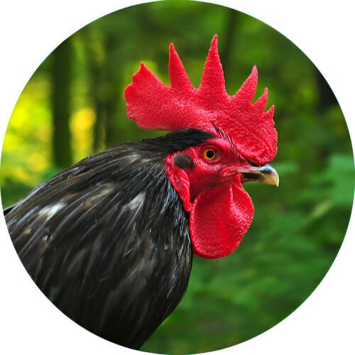 Fearow cockscomb design