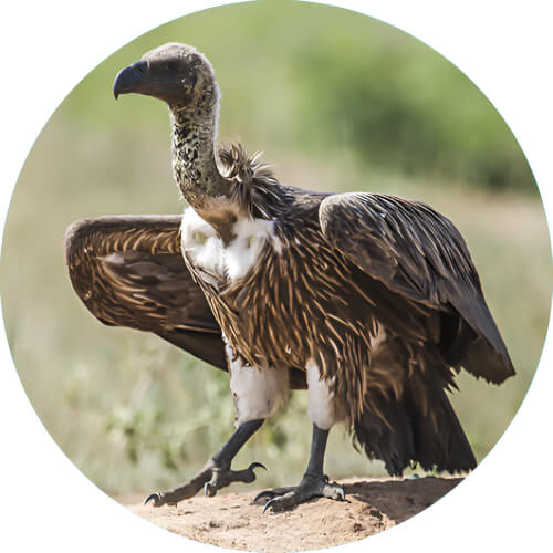 Fearow vultures design