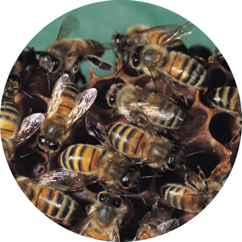 Kakuna Apis cerana japonica design