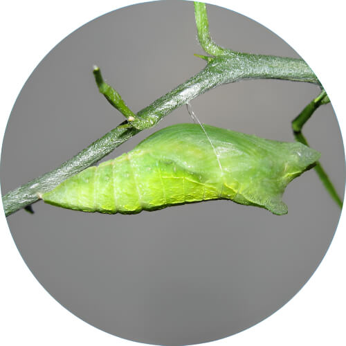 Metapod Papilio xuthus design