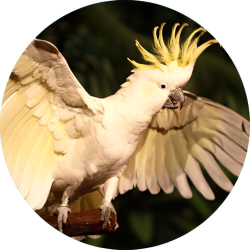 Pidgeot Cockatoo design