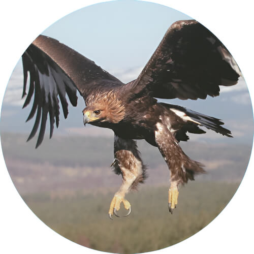 Pidgeot Eagle design