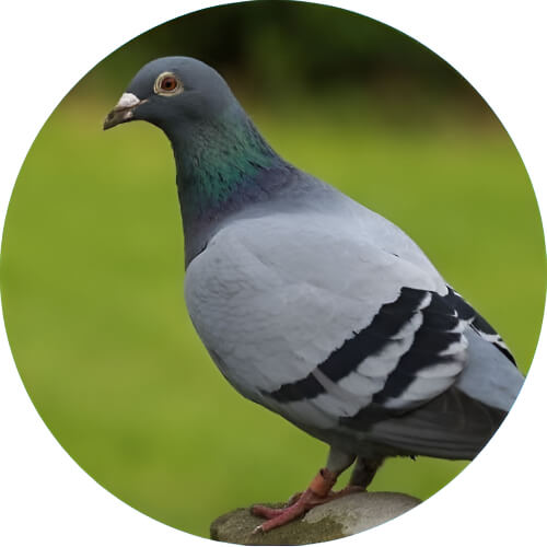 Pidgeot Pigeons design