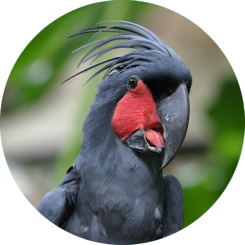 Pidgeotto Cockatoo design
