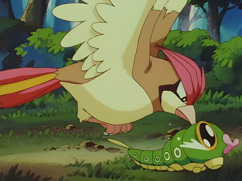 Pidgeotto Peck VPokedex