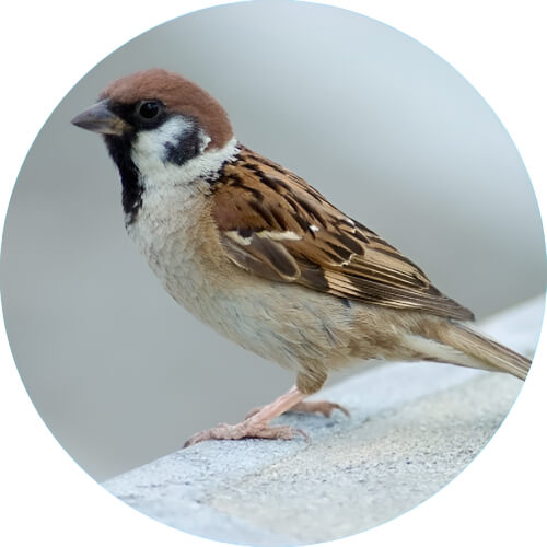 Pidgey Passerine desgin