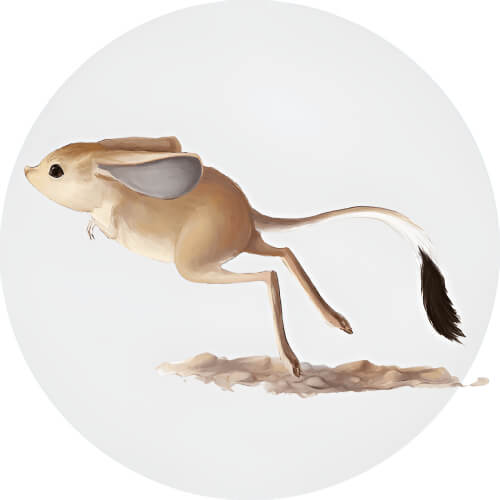 Raichu Jerboa design