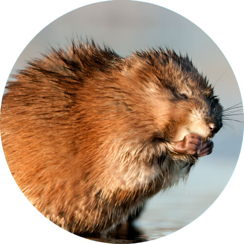 Raticate Muskrat design