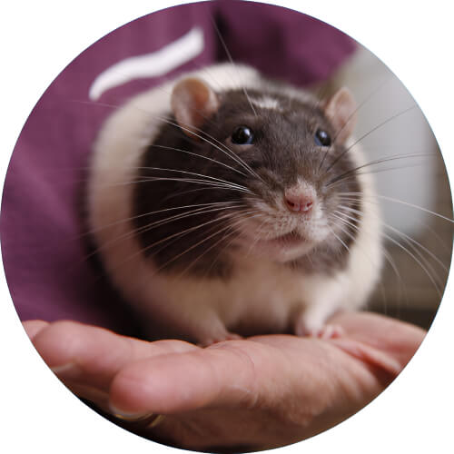 Rattata Dumbo Rat design