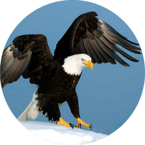 Spearow Bald eagle design