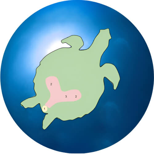 Wartortle Cloaca design