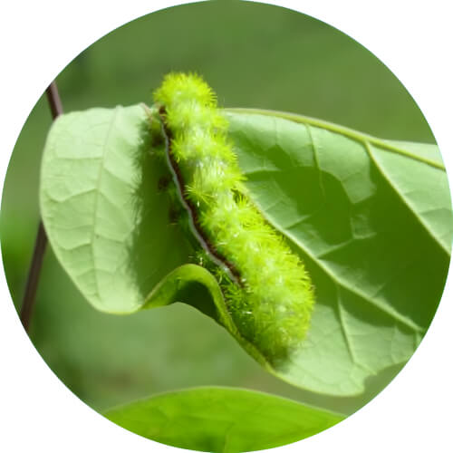 Weedle stinging caterpillars design