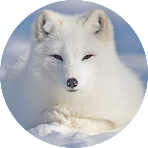Alolan Vulpix Arctic fox design