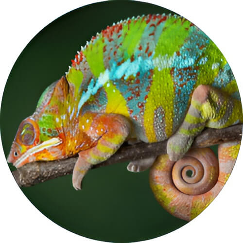 Charmeleon Chameleon design