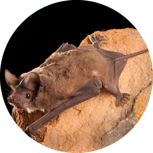 Crobat Mexican free-tailed bat design