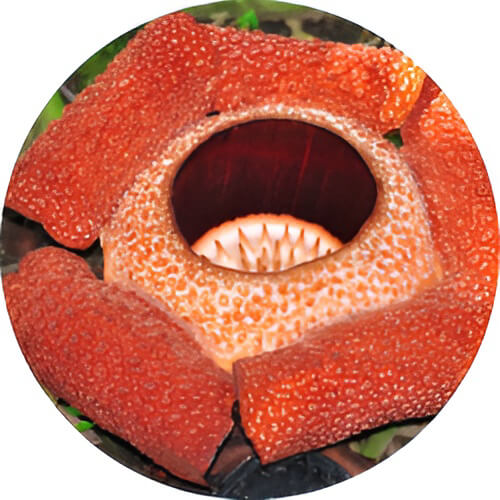 Gloom Rafflesia design