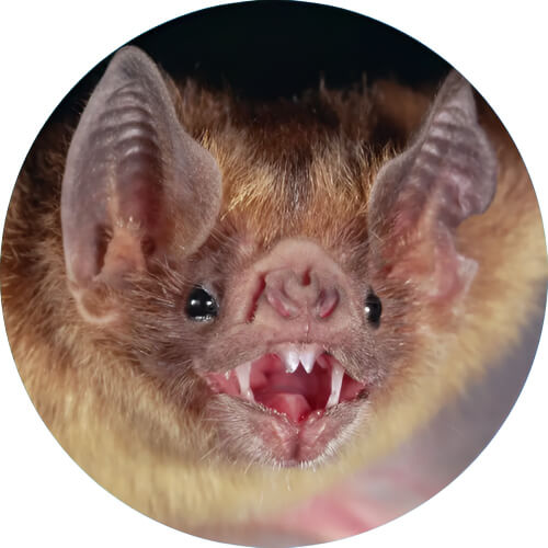 Golbat Vampire bat design