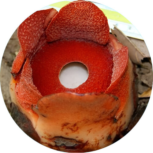 Ivysaur Rafflesia design