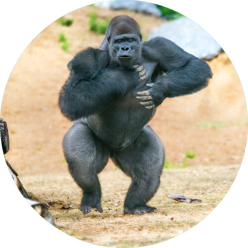 Nidoking Gorilla design