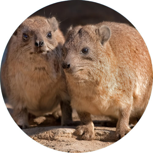Nidoran♀ Hyrax design