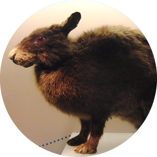 Nidorina Amami rabbit design