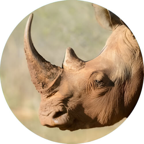 Nidorino Rhinoceros design