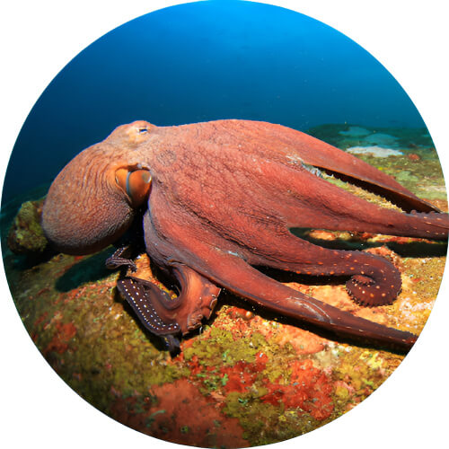 Octillery Enteroctopus dofleini design