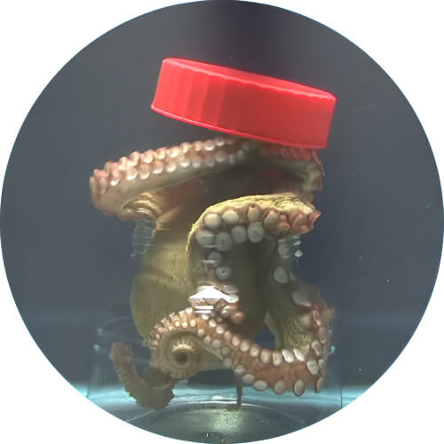 Octillery Octopus in a bottle