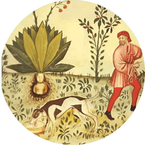 Oddish Mandrake design