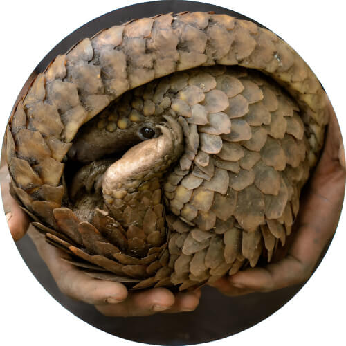 Sandslash Pangolin desgin