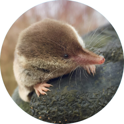 Sandslash Shrew design