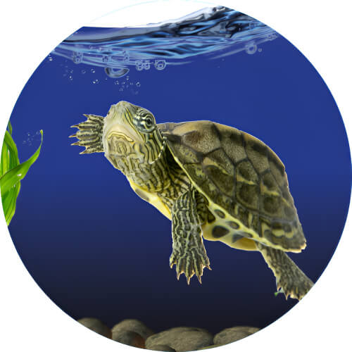 Squirtle Terrapin design