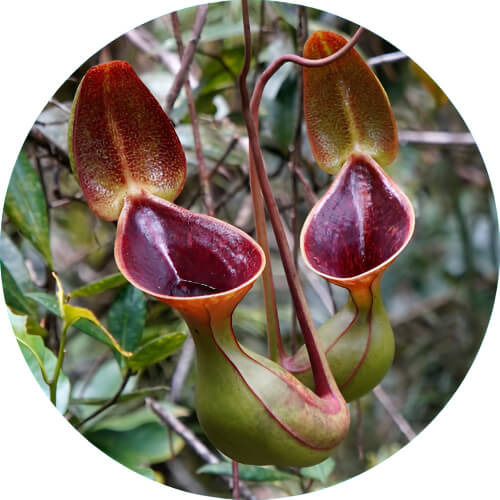 Vileplume Nepenthes design