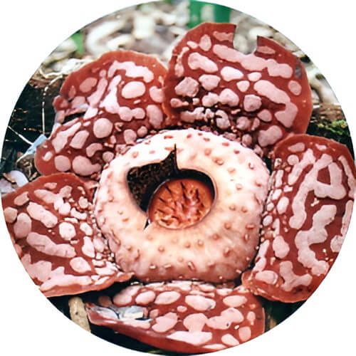 Vileplume Rafflesia Hasseltii design