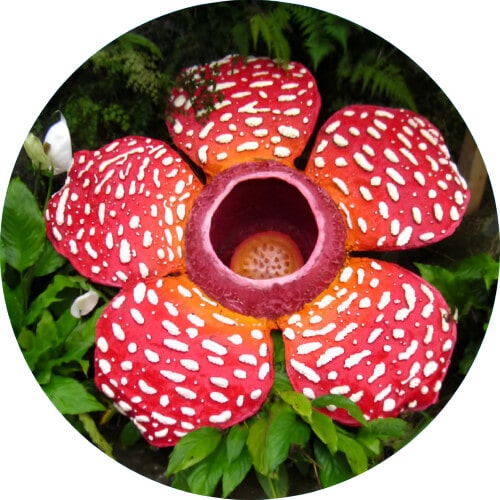 Vileplume Rafflesia design