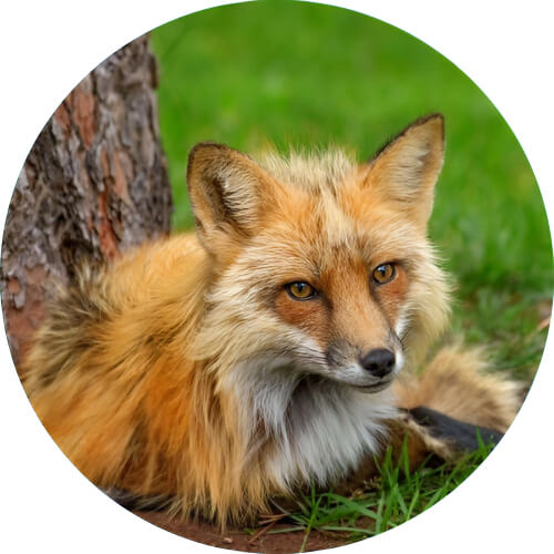 Vulpix red fox design