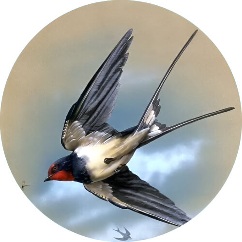 Zubat Swallow tail design
